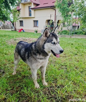husky siberian 