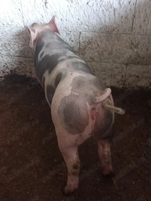 Șoldani rasa de carne petran cu landras  - imagine 2