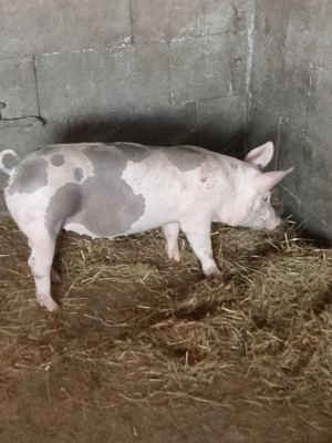 Șoldani rasa de carne petran cu landras  - imagine 3