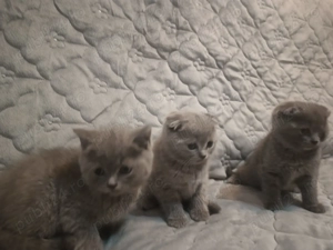 Vând pui British Shorthair blue Scotish fold
