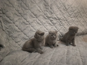Vând pui British Shorthair blue Scotish fold - imagine 3