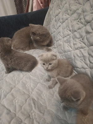 Vând pui British Shorthair blue Scotish fold - imagine 5