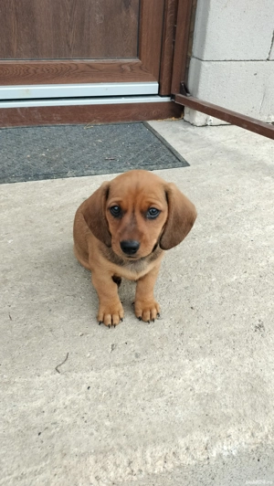 catelusa teckel cu par scurt ,maro,noua saptamani - imagine 3