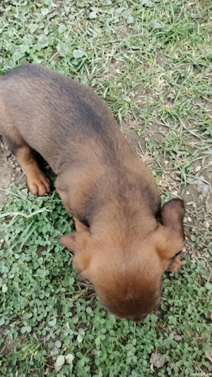 catelusa teckel cu par scurt ,opt saptamani