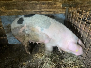 Vand scrofita gestanta!!! - imagine 3