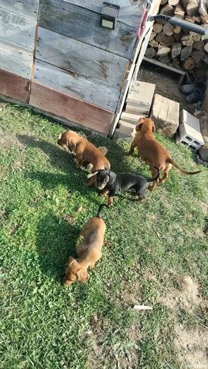 catelusa teckel cu par scurt ,maro,noua saptamani - imagine 4