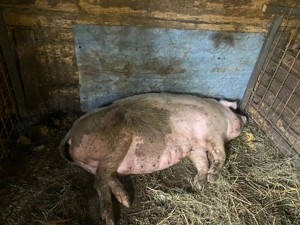 Vand scrofita gestanta!!! - imagine 4