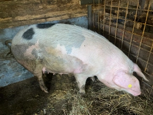 Vand scrofita gestanta!!! - imagine 5