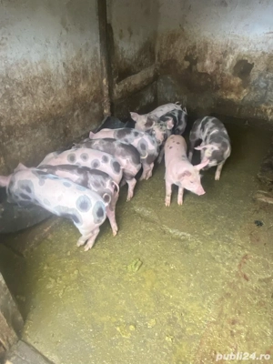 purcei 7 săptămâni - imagine 5