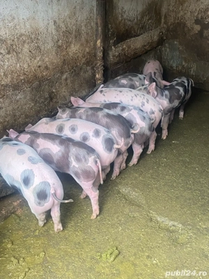 purcei 7 săptămâni - imagine 3