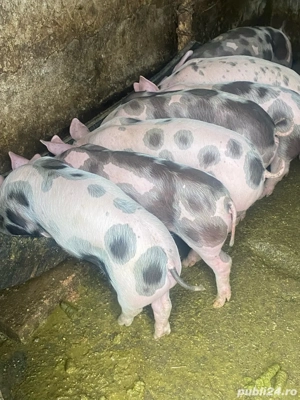 purcei 7 săptămâni