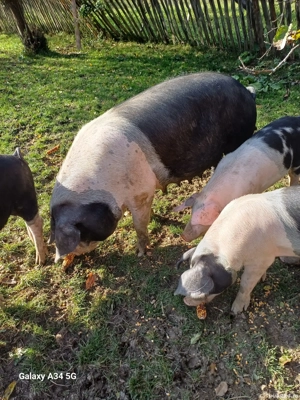 Porci de vânzare  . Comuna Pui, județul Hunedoara. Pentru mai multe detalii su