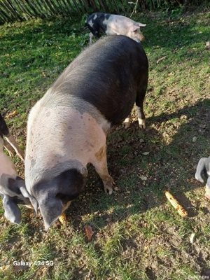 Porci de vânzare  . Comuna Pui, județul Hunedoara. Pentru mai multe detalii su - imagine 2