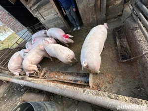 Vand Porci  - imagine 3