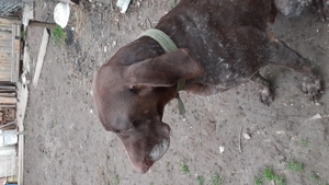 Caine Brac German deresat