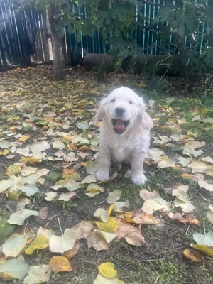 Pui Golden Retriever - imagine 3