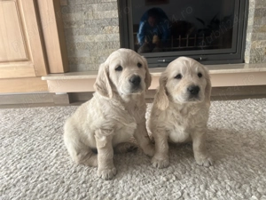 Pui Golden Retriever - imagine 4