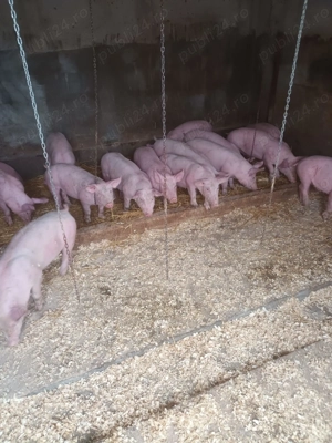 Vand purcei rasă marele alb, greutatea 30-40kg