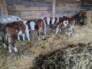 Vand 6 vitei intarcati