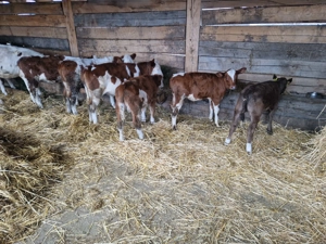 Vand 6 vitei intarcati - imagine 2