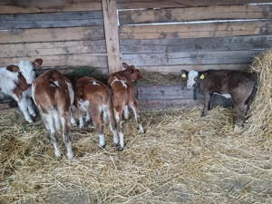 Vand 6 vitei intarcati - imagine 3