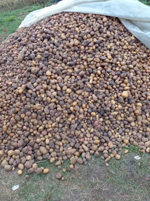 Cartofi pentru animale