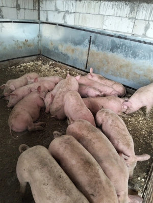 Purcei de vânzare  - imagine 2