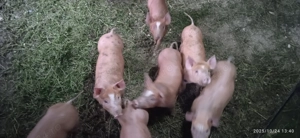 Încrucișare duroc ,pietrean belgian