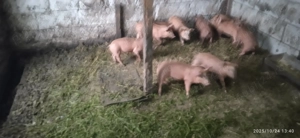 Încrucișare duroc ,pietrean belgian - imagine 2 Încrucișare duroc ,pietrean belgian - imagine 2