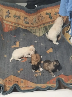 Bison metis specie Caris