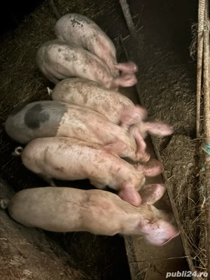 Grasuni de vanzare - imagine 4