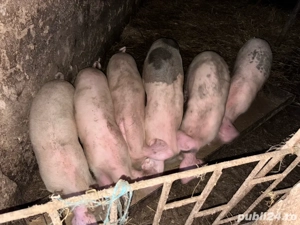 Grasuni de vanzare - imagine 2