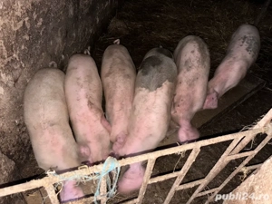 Grasuni de vanzare - imagine 3