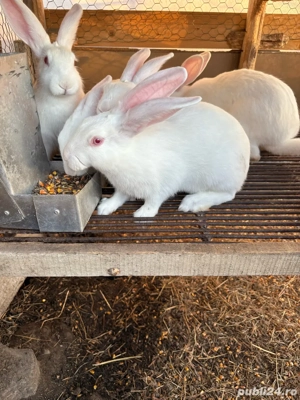 Iepuri pannon - imagine 5