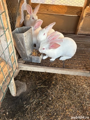 Iepuri pannon - imagine 3