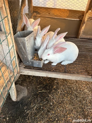 Iepuri pannon - imagine 2