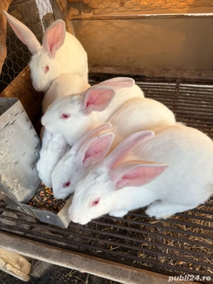 Iepuri pannon - imagine 4