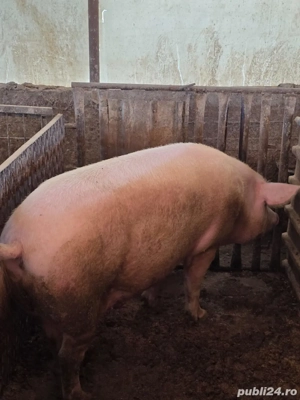 Porci 100kg-300++ - imagine 2