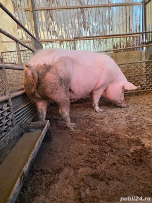 Porci 100kg-300++ - imagine 5