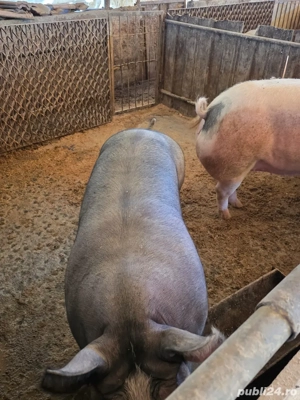 Porci 100kg-300++ - imagine 4