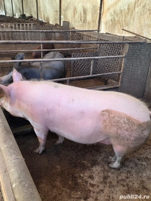 Porci 100kg-300++ - imagine 3