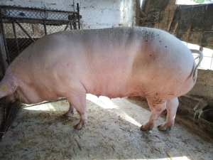 De vînzare porc  - imagine 2