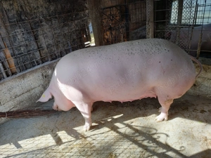 De vînzare porc  - imagine 3