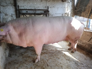 De vînzare porc  - imagine 4