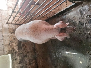 Vând porci rasa Pietran cu Marele Alb și Landrace 