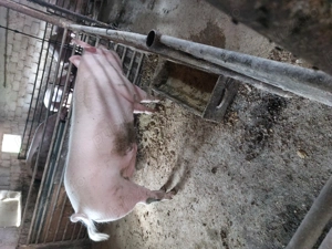 Vând porci rasa Pietran cu Marele Alb și Landrace  - imagine 3