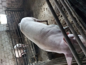 Vând porci rasa Pietran cu Marele Alb și Landrace  - imagine 4