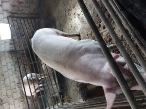 Vând porci rasa Pietran cu Marele Alb și Landrace  - imagine 5