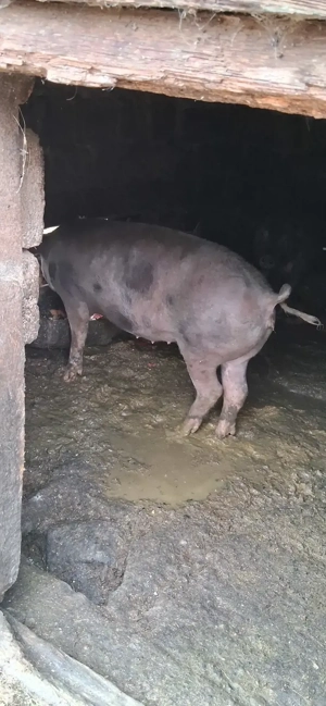 Vând scrofiță petrean de 120 kg  