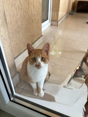 Cautam, dorim afectiune!